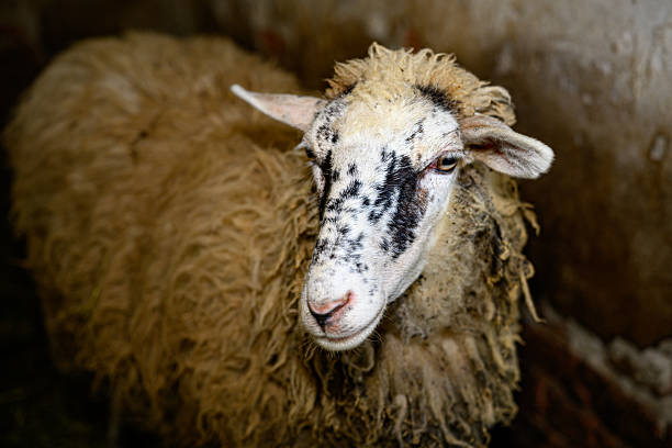 Sheep in a barn.  Sheep in the pen