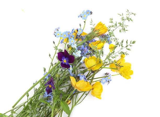 istock Wild meadow spring flowers isolated on white background. 2217658821