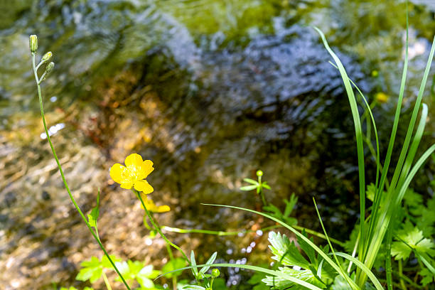 Yellow flowers and Water of the river under Mount Olympus