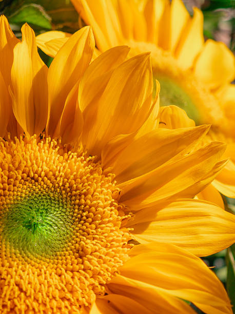 istock Fresh sunflower under with the sunlight 2217663038