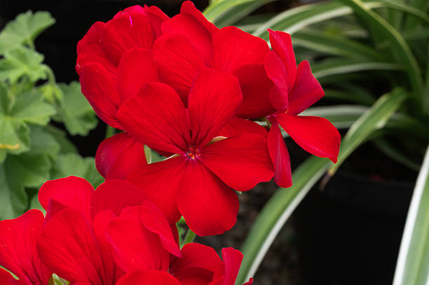 Close up of a bright red flower in bloom in springtime