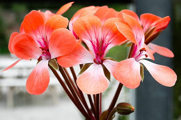 Close up of a delicate flower in bloom in springtime