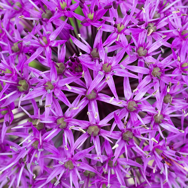 Abstract view of a flower in bloom in springtime