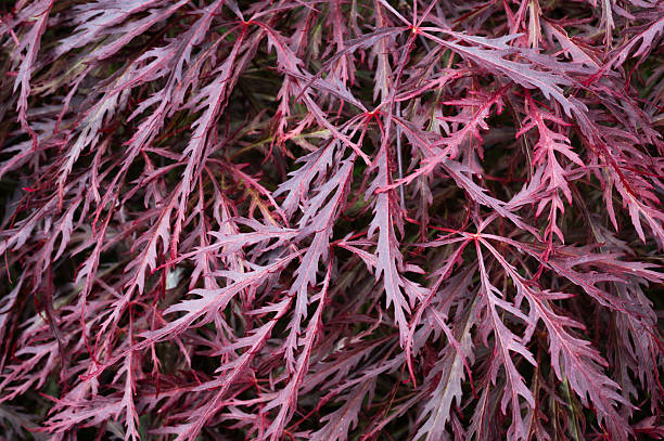 istock Abstract view of leaves on an acer tree 2217665661