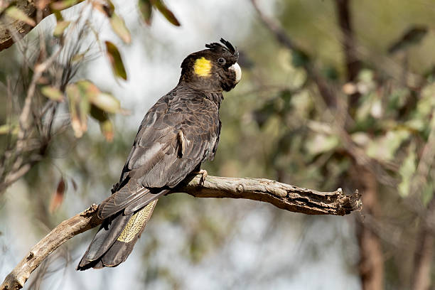 istock Yellow-tailed Black Cockatoo (Calyptorhynchus funereus) 2217665664