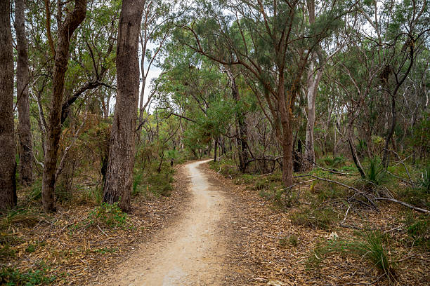 istock Scenic Dirt Path Through a Peaceful Forested Landscape in Daylight, Perth, Australia, 18 April 2020 2217666241