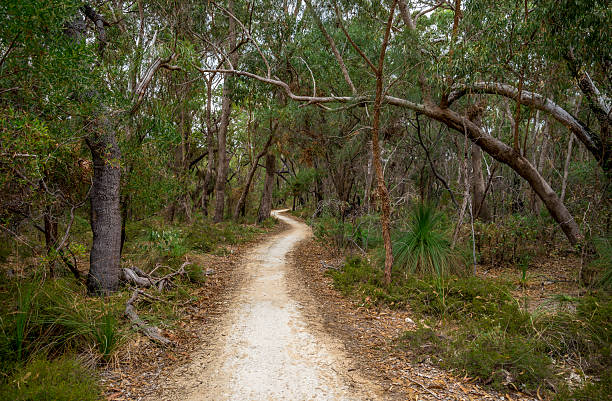 istock Serene Nature Yaberoo Budjara Heritage Trail Through a Lush Green Forest Path, Perth, Australia, 18 April 2020 2217666287