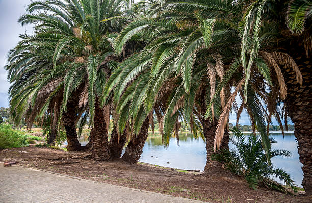 Palm trees gracefully line the shore of a calm waterfront, evoking a sense of tranquility. The clear water and lush greenery create an idyllic scene perfect for relaxation or reflection