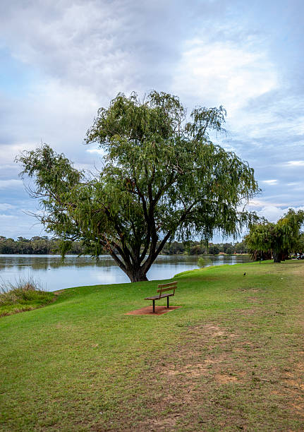 istock Serene Lake Monger Park Landscape With Bench and Tree, Perth, Australia, 24 April 2020 2217666352