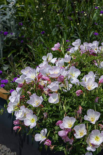 Beautiful and delicate pink and white Evening Primrose (Oenothera speciosa) flowers in full bloom, highlighted by natural sunlight. These charming perennial wildflowers open in the evening and offer a soft, ethereal beauty to gardens and natural landscapes.