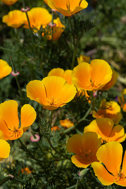 A vibrant display of bright orange California Poppies (Eschscholzia californica) in full bloom, showcasing their delicate petals and cheerful color. These iconic wildflowers add a sunny touch to fields, gardens, and natural landscapes.