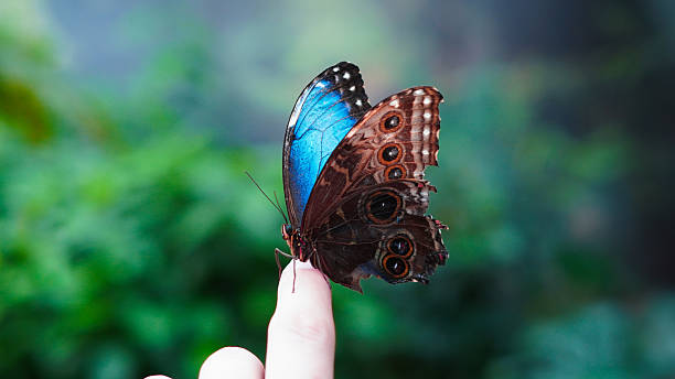 istock Macro view of butterfly wings highlighting texture and color patterns 2217668387