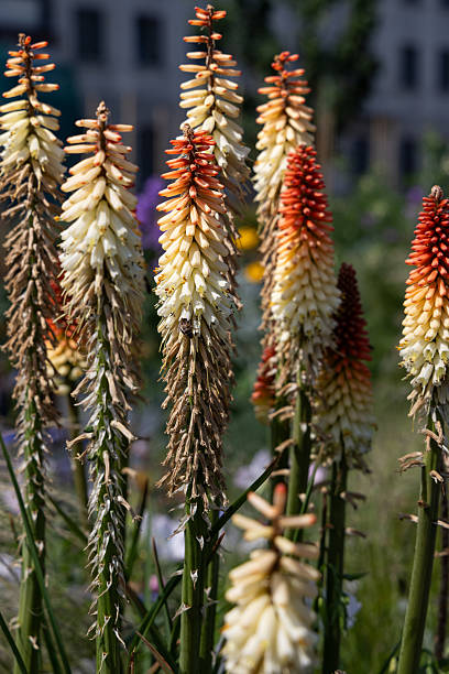 Close-up of magnificent Torch Lily (Kniphofia) flower spikes, displaying their unique tubular blossoms in a beautiful blend of fiery red, bright orange, and creamy yellow. These eye-catching perennials are a favorite for attracting pollinators and creating a bold statement in borders and beds.