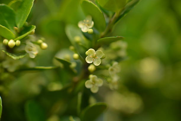 Ilex crenata, also known as Korean holly. Dense evergreen shrub with small dark green leaves, often used for landscaping and hedges.