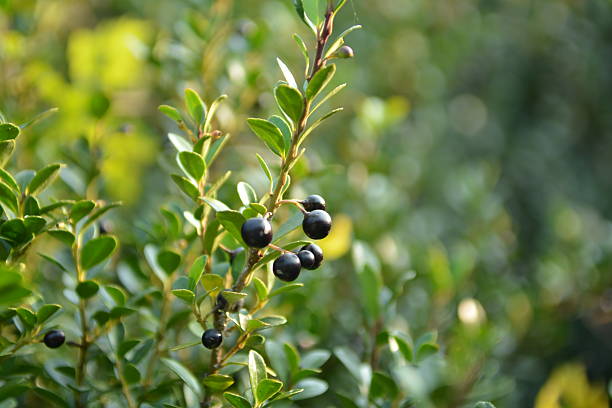 istock Korean holly shrub with dense green leaves 2217669706
