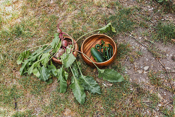 Harvesting vegetables such as radish, pepper, and cucumber in the vegetable patch