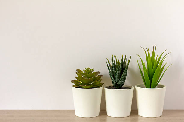istock Indoor artificial plants, various succulents in pots. Succulents in white mini-pots. Ideas for home decoration. Copy space. 2217670329