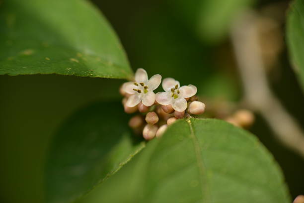 istock Korean deciduous holly with red berries and green leaves 2217670580