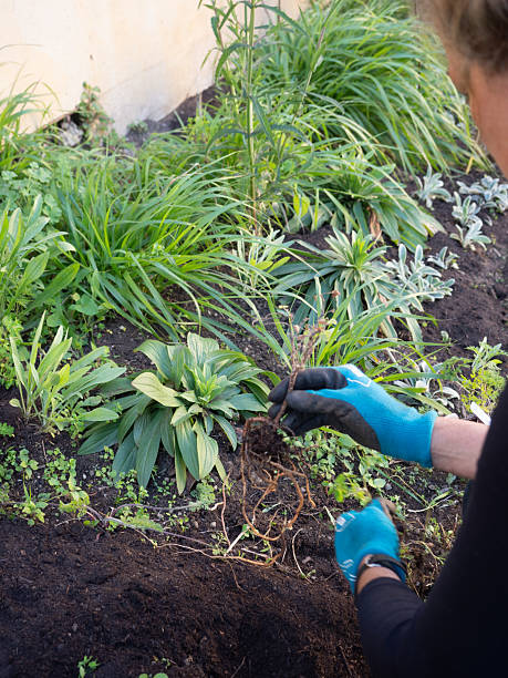 istock Gardener removing weeds roots during urban gardening activity 2217670764