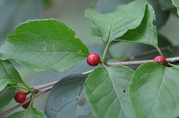 istock Korean Viburnum tree with red berries and green leaves 2217670963