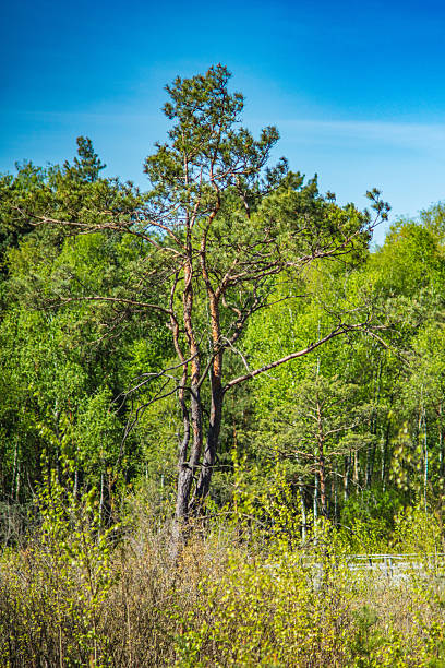 istock A single dwarf pine on a fen in early spring on a sunny day 2217672617