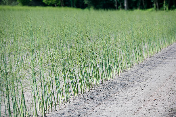 Asparagus field before harvest.