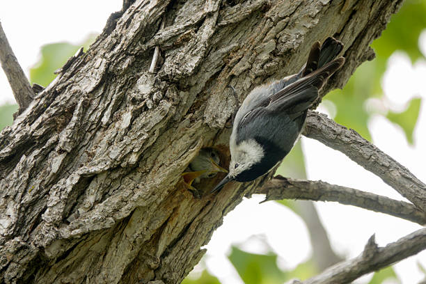Returning to the nest carved into a box elder tree, an adult white-breasted nuthatch selectively feeds her chicks in Harriman Lake Park in Lakewood, Colorado.