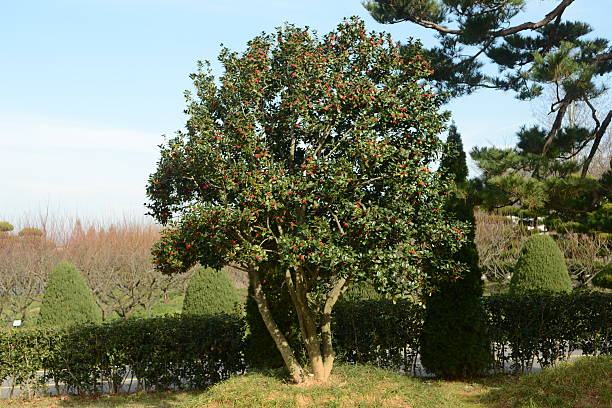 Ilex cornuta tree with sharp leaves and red berries in Korea