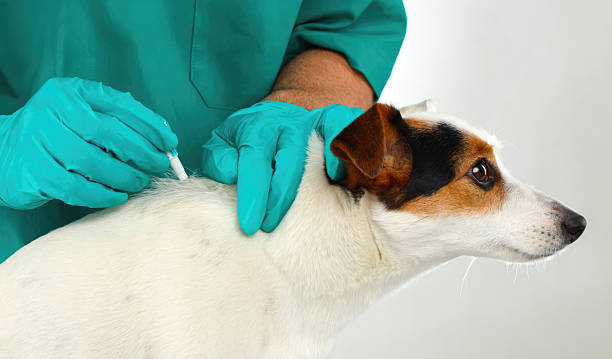 istock Veterinarian applying flea and tick treatment on small dog 2217675012
