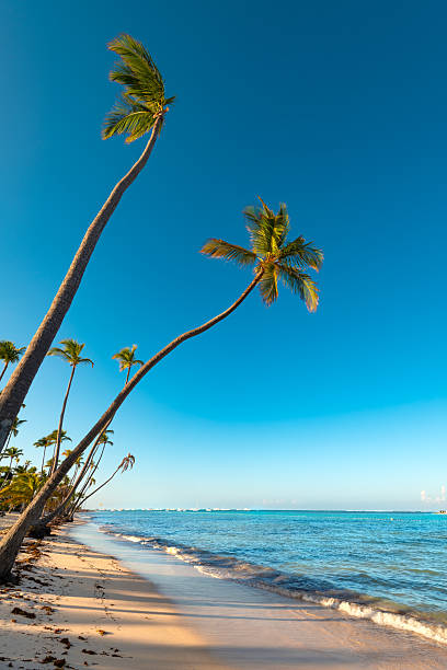 Immerse yourself in Punta Cana's Bavaro Beach. Pristine sands meet lush palm trees, creating a classic tropical paradise in the Dominican Republic.