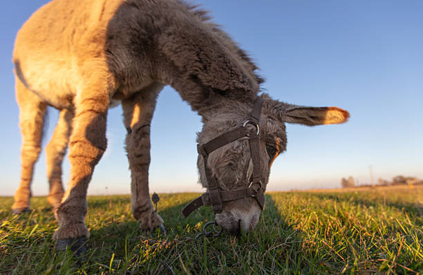 A grey donkey grazes against a green meadow and blue sky. Wide angle view.
