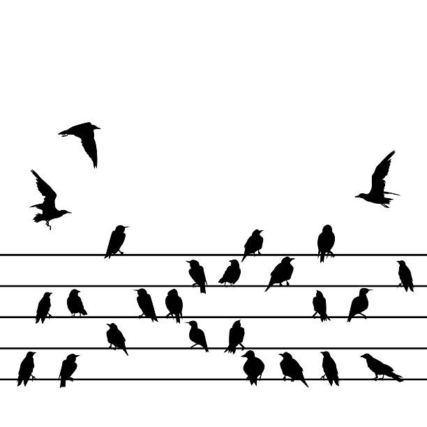 istock Silhouette of a group of birds sitting on wires on a white background 2217677356