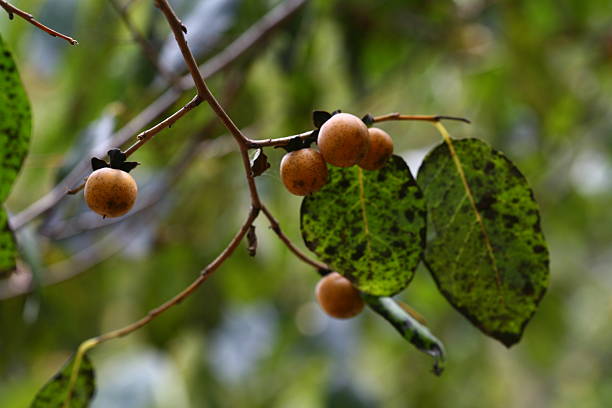 Korean persimmon tree, Diospyros lotus, with glossy green leaves and black ripe fruit. Medicinal plant found in Korea.