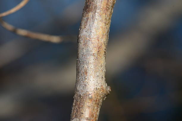 istock Title: Celastrus orbiculatus fruit and foliage 2217678423