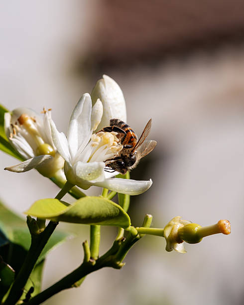istock Pollinating bee among orange blossoms. Insects. 2217680419