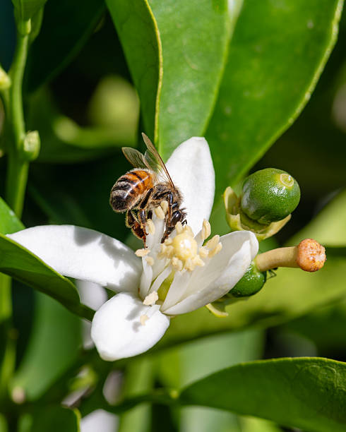 istock Pollinating bee among orange blossoms. Insects. 2217680426