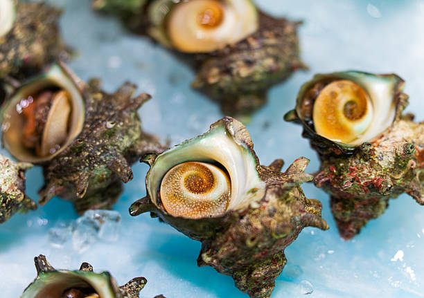 Fresh Japanese Turban Shells on Ice