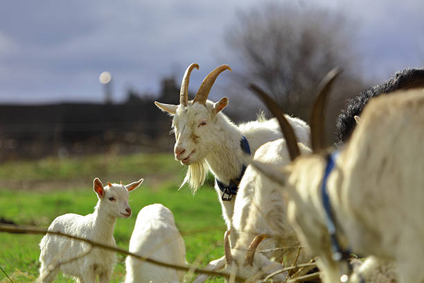 istock A goat with a blue collar is standing next to a goat with a blue collar 2217681640