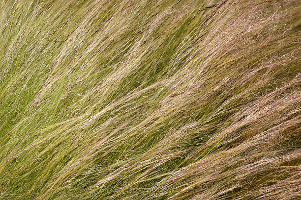 istock Natural grass swaying gently in the wind during a sunny day in an open field 2217683225