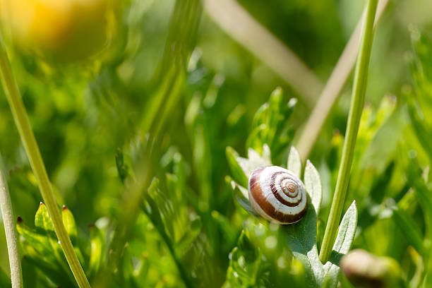 colorful shell, snail shell. a snail walking on plants. beautiful spring day.