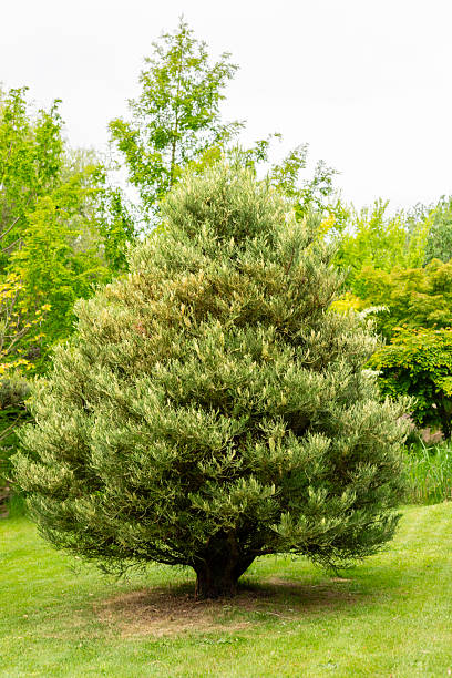 istock A robust evergreen tree stands proudly in a vibrant garden, its leafy branches reflecting the light of a beautiful late spring afternoon. Various plants and trees fill the background 2217683632
