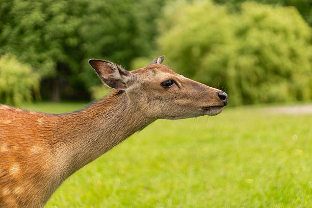 A deer stands gracefully in a verdant field surrounded by trees. Its soft fur blends with the natural scenery, highlighting the serenity of the moment.