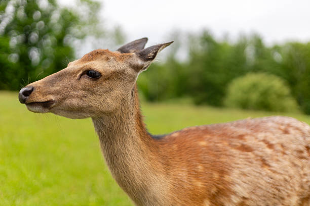 A graceful deer stands close to the camera, showcasing its sleek coat and delicate features. The lush green meadow provides a tranquil backdrop under an overcast sky.
