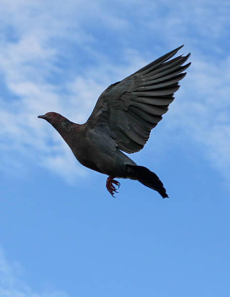 istock Low angle view of bird flying against sky 2217684377