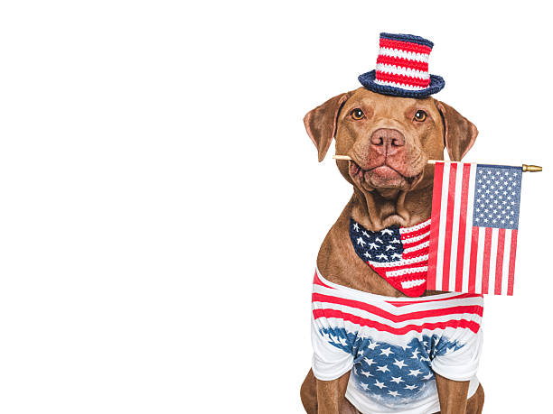istock Cute dog, top hat and American Flag. Studio shot 2217685139