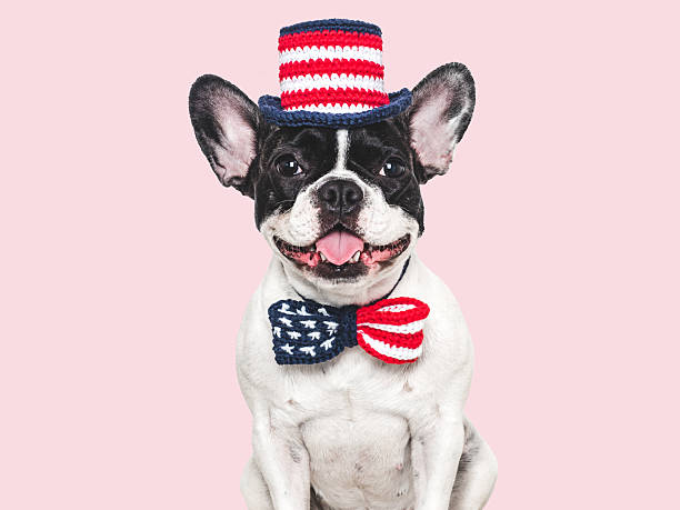 istock Cute puppy and bow tie with American Flag pattern 2217685155