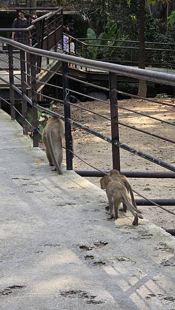 istock Young Monkeys Walking Along a Wooden Pathway in a Lush Green Environment Surrounded by Trees and Nature 2217685530