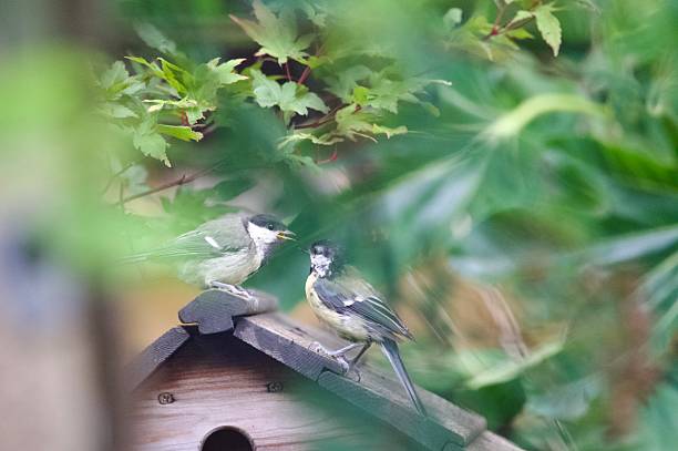 istock Great tit fledgling bird getting fed by the parent bird 2217685945
