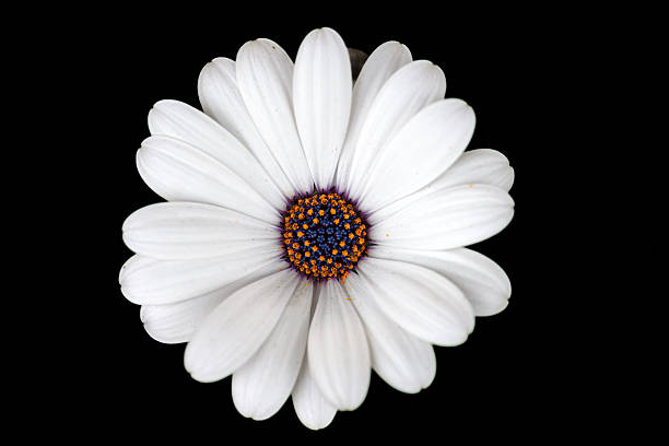 No people, Daisy