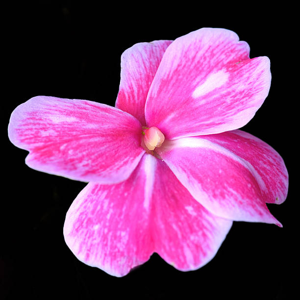 No people, Impatiens